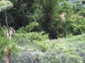 عکسهای ترانه وفایی (6)