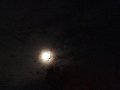عکس از ترانه وفایی (7)