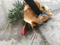Tarane Vafaee  (26)