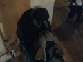 Tarane Vafaee  (36)