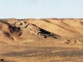 Tarane Vafaee  (47)